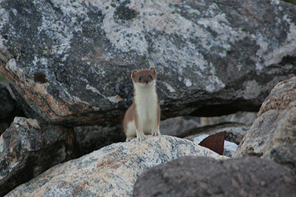 Stoat , image by Nanu Travel