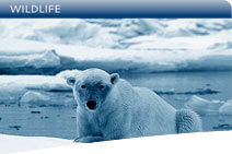 GALLERY - WILDLIFE